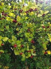 Crataegus irrasa