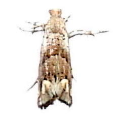 Epiblema luctuosissima