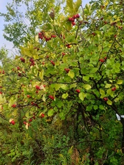 Crataegus irrasa