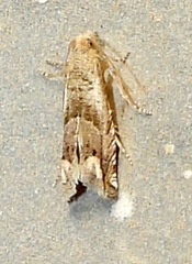 Epiblema luctuosissima