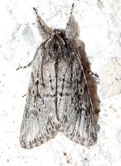 Supralathosea baboquivariensis