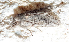 Supralathosea baboquivariensis