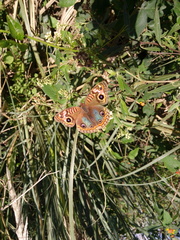 Junonia genoveva hilaris