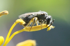 Lasioglossum microlepoides