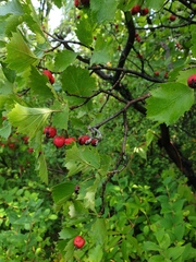 Crataegus irrasa