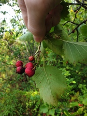 Crataegus irrasa