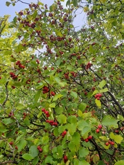 Crataegus irrasa