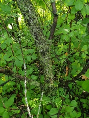 Crataegus irrasa