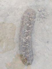 Stichopus
