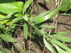 Chondrilla latifolia