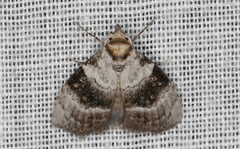 Acatapaustus metallopa