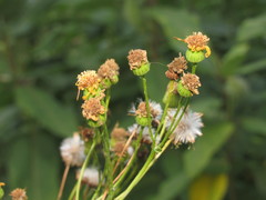 Jacobaea borysthenica