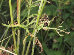 Jacobaea borysthenica