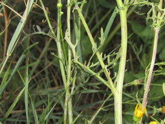 Jacobaea borysthenica