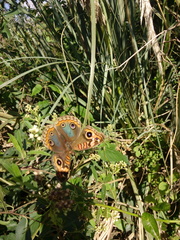 Junonia genoveva hilaris