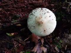 Amanita aestivalis