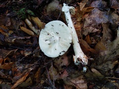 Amanita aestivalis