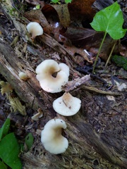 Hohenbuehelia angustata