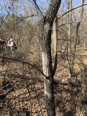 Fraxinus pennsylvanica