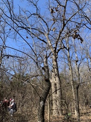 Fraxinus pennsylvanica
