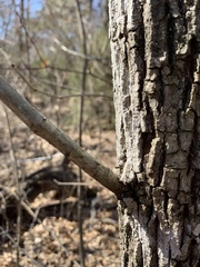 Fraxinus pennsylvanica
