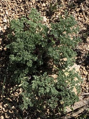 Lomatium mohavense