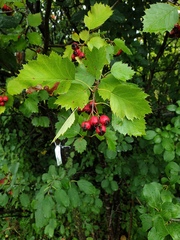 Crataegus irrasa
