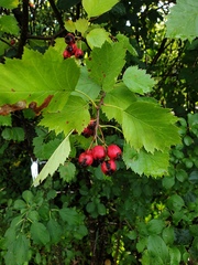 Crataegus irrasa