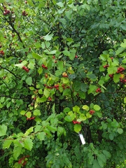Crataegus irrasa