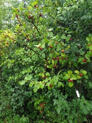 Crataegus irrasa