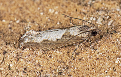 Epinotia celtisana