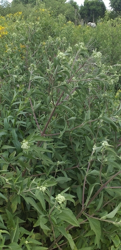 Austroeupatorium inulifolium, photograph 6