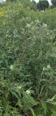 Austroeupatorium inulifolium, photograph Monica Morixe, CC BY, iNaturalist via GBIF