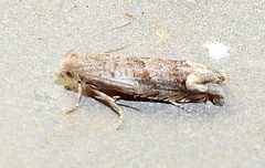 Epiblema luctuosissima