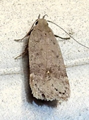 Anacampsis comparanda