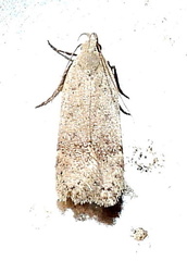 Anacampsis comparanda