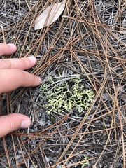 Cladonia leporina