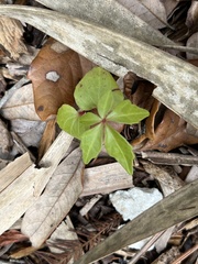 Parthenocissus quinquefolia image