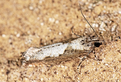 Epinotia celtisana