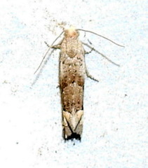 Epiblema luctuosissima