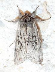 Supralathosea baboquivariensis