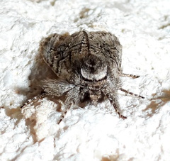 Supralathosea baboquivariensis