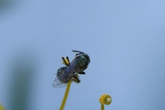 Lasioglossum microlepoides