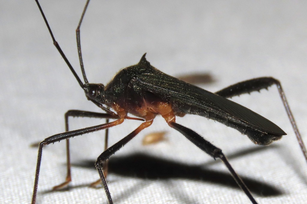 Cleotopetalops polhemi