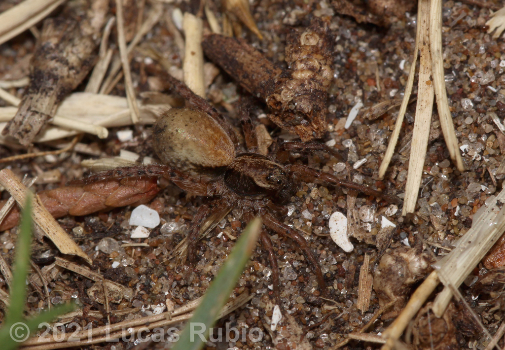 Abaycosa paraguensis
