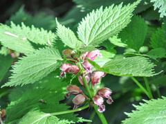 Lamium orvala
