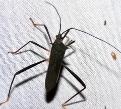 Cleotopetalops polhemi