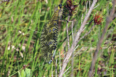 Palpares speciosus
