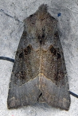 Papaipema nebris