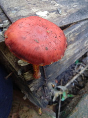Strophariaceae